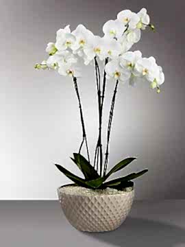4 Dallı Beyaz Orkide