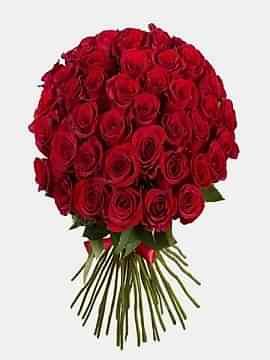 51İtal Kımızı Gül