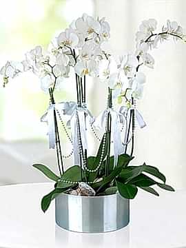6 Dallı Beyaz Orkide