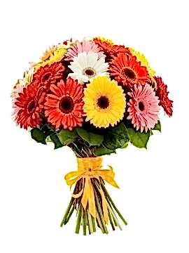 Gerbera Buketi