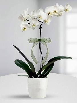 Tek Dal Beyaz Orkide