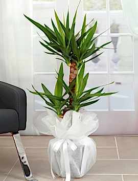 2 Lİ Yucca