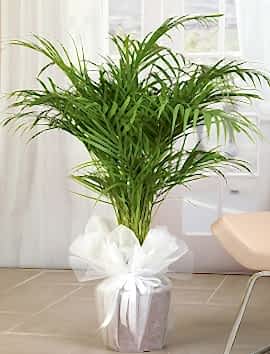 ankara çiçekçi Areka