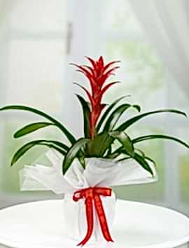 Guzmania