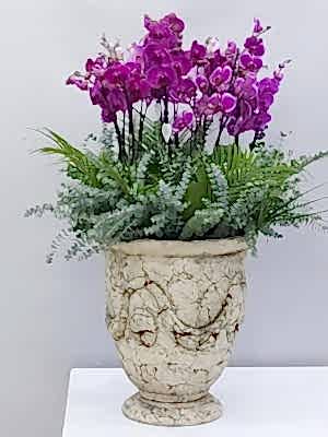 Antik Saksıda 20 Dal Mor Orkide