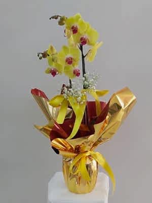 Sarı Orkide Özel Ambalajlı